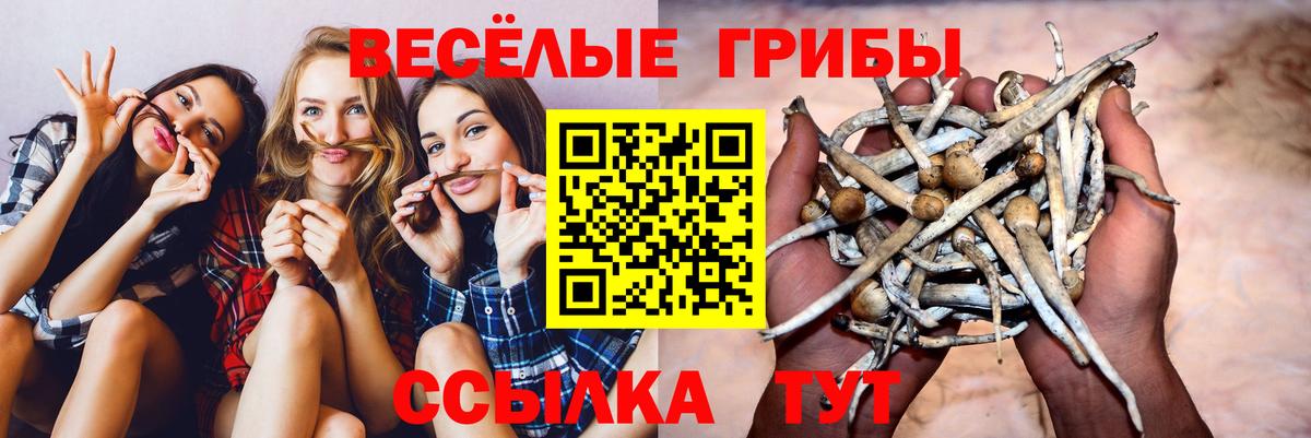 Псилоцибиновые грибы прущие грибы  Вход с VPN  Благодарный 